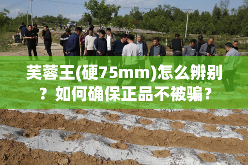 芙蓉王(硬75mm)怎么辨别？如何确保正品不被骗？